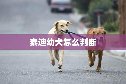 泰迪幼犬怎么判斷