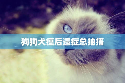 狗狗犬瘟后遺癥總抽搐