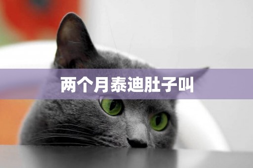 兩個月泰迪肚子叫