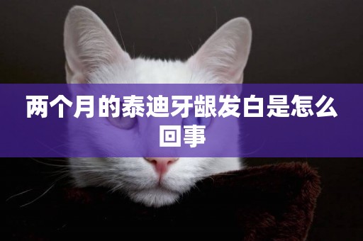 兩個月的泰迪牙齦發白是怎么回事