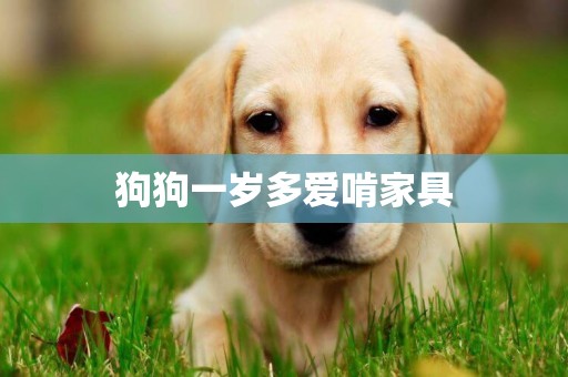 狗狗一歲多愛啃家具