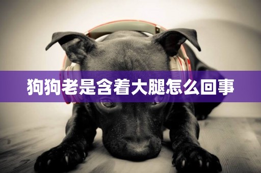 狗狗老是含著大腿怎么回事