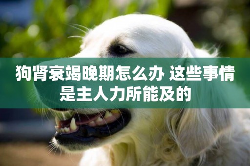 狗腎衰竭晚期怎么辦 這些事情是主人力所能及的