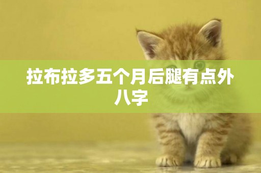 拉布拉多五個月后腿有點外八字