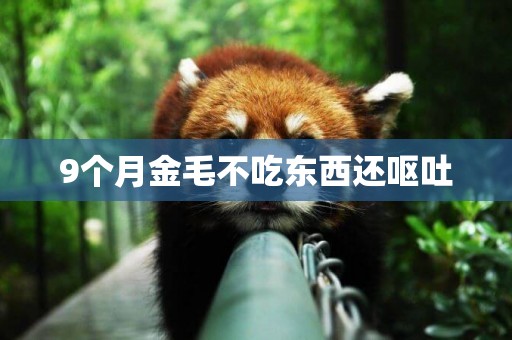 9個月金毛不吃東西還嘔吐