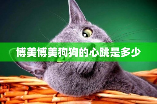 博美博美狗狗的心跳是多少