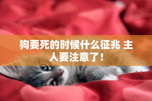 狗要死的時候什么征兆 主人要注意了! 狗要死的時候什么征兆 主人要注意了!