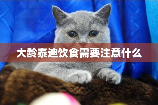 大齡泰迪飲食需要注意什么