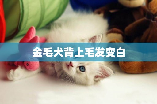 金毛犬背上毛發變白
