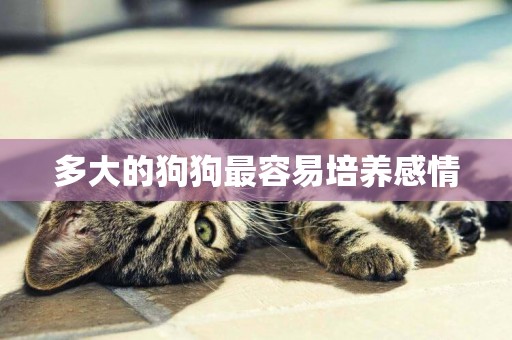 多大的狗狗最容易培養感情