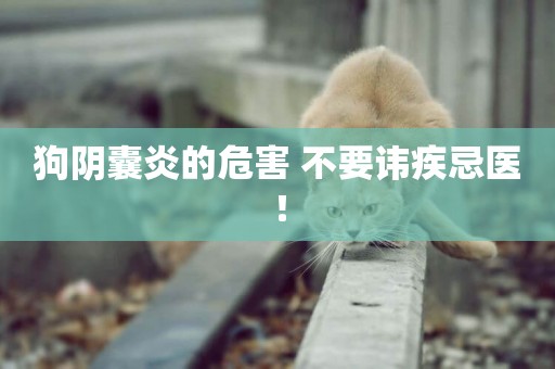 狗陰囊炎的危害 不要諱疾忌醫！