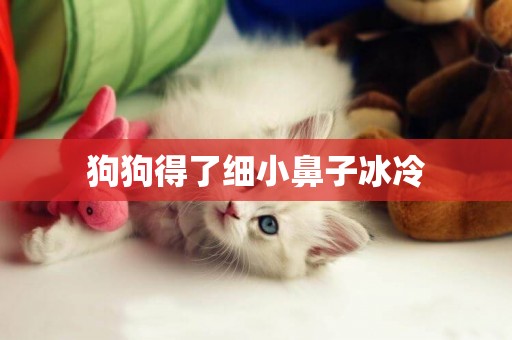 狗狗得了細小鼻子冰冷