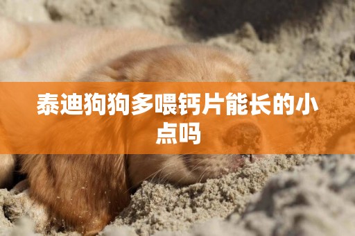 泰迪狗狗多喂鈣片能長的小點嗎