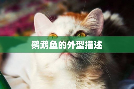 鸚鵡魚的外型描述