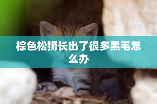 棕色松獅長出了很多黑毛怎么辦