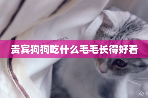 貴賓狗狗吃什么毛毛長得好看