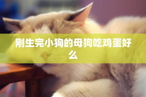 剛生完小狗的母狗吃雞蛋好么