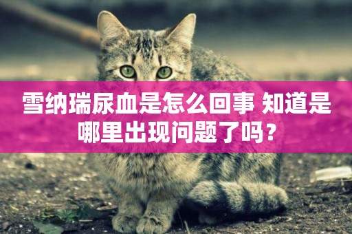 雪納瑞尿血是怎么回事 知道是哪里出現問題了嗎？