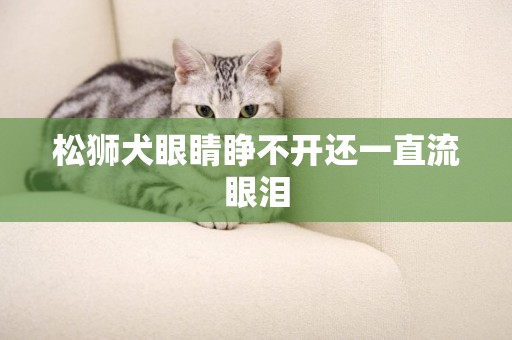 松獅犬眼睛睜不開還一直流眼淚