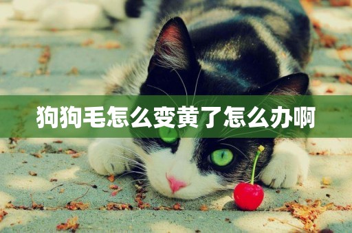 狗狗毛怎么變黃了怎么辦啊