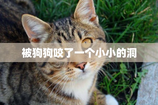 被狗狗咬了一個小小的洞