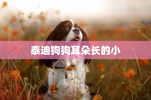 泰迪狗狗耳朵長的小