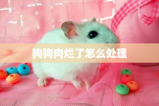 狗狗肉爛了怎么處理