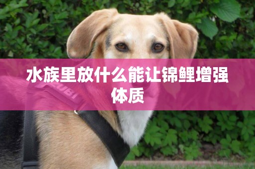 水族里放什么能讓錦鯉增強體質
