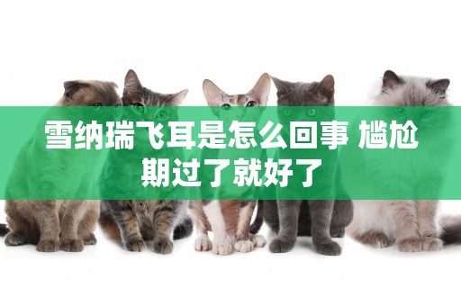 雪納瑞飛耳是怎么回事 尷尬期過了就好了 雪納瑞飛耳是怎么回事 尷尬期過了就好了