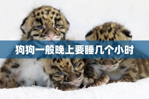 狗狗一般晚上要睡幾個小時