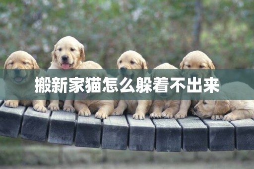 搬新家貓怎么躲著不出來