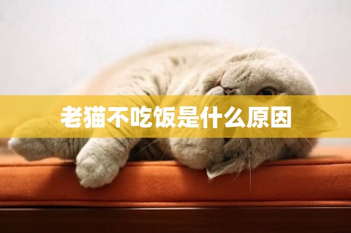 老貓不吃飯是什么原因