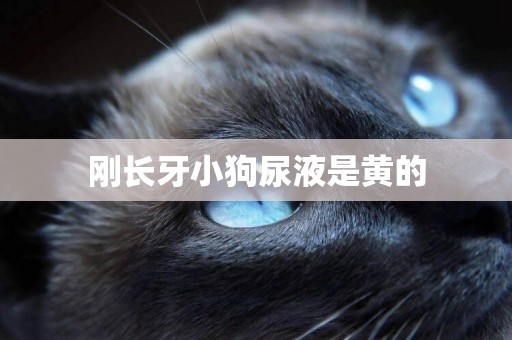 剛長牙小狗尿液是黃的