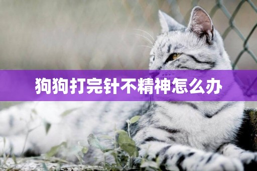 狗狗打完針不精神怎么辦