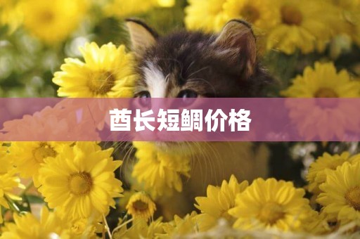 酋長短鯛價格
