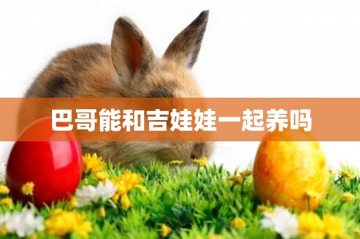 巴哥能和吉娃娃一起養嗎
