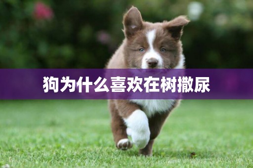 狗為什么喜歡在樹撒尿