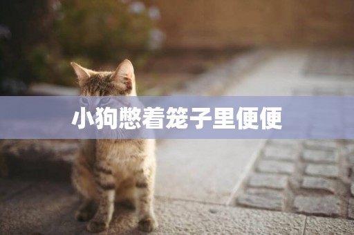 小狗憋著籠子里便便
