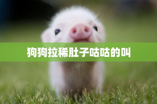 狗狗拉稀肚子咕咕的叫