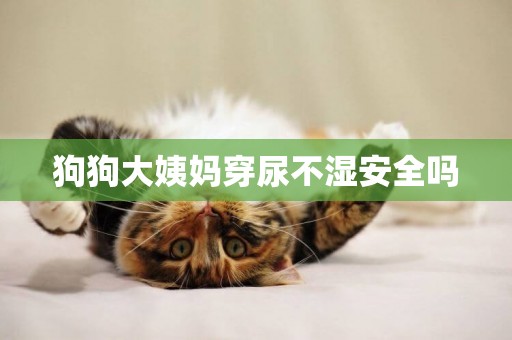 狗狗大姨媽穿尿不濕安全嗎