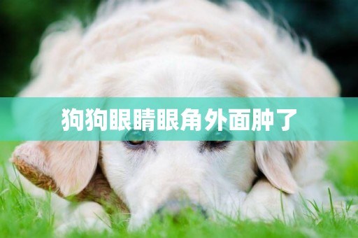 狗狗眼睛眼角外面腫了