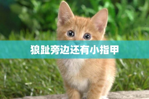狼趾旁邊還有小指甲