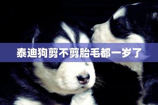 泰迪狗剪不剪胎毛都一歲了