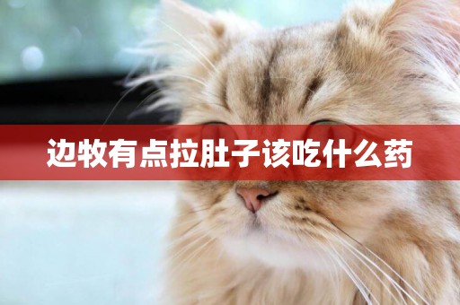 邊牧有點拉肚子該吃什么藥