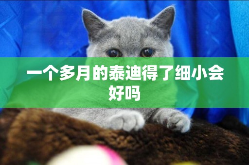 一個多月的泰迪得了細小會好嗎