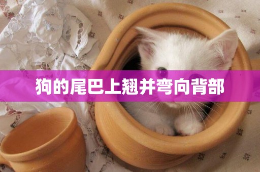 狗的尾巴上翹并彎向背部