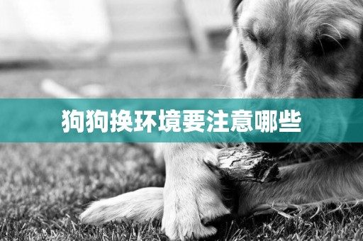 狗狗換環境要注意哪些