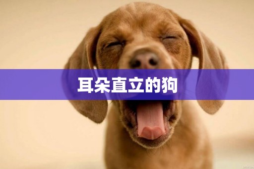 耳朵直立的狗