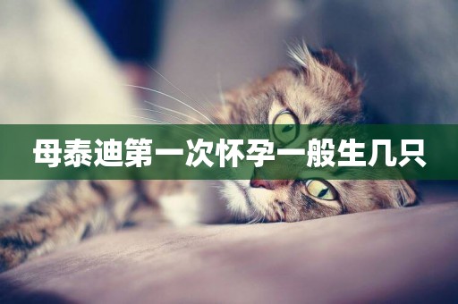 母泰迪第一次懷孕一般生幾只