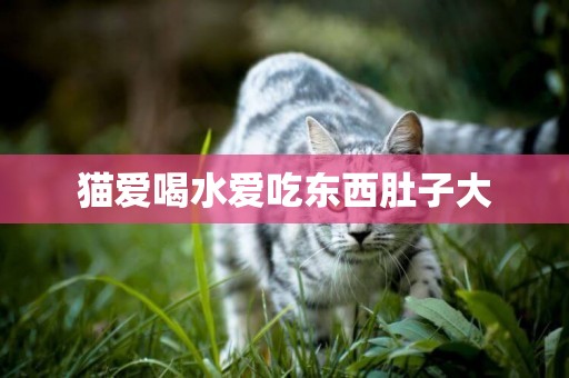 貓愛喝水愛吃東西肚子大